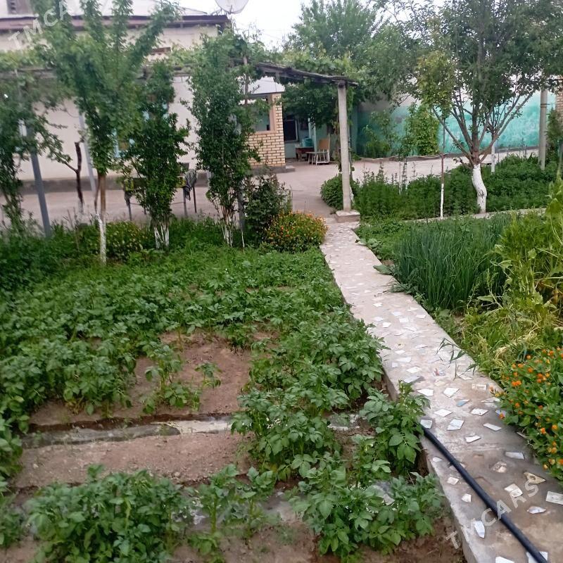 saltyl jay - Sakarçäge - img 4