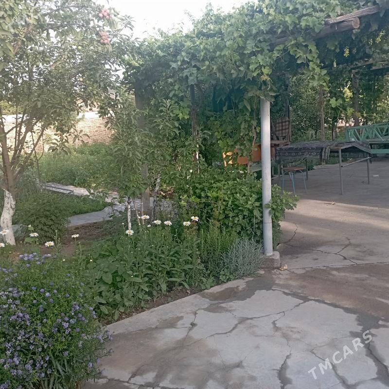 saltyl jay - Sakarçäge - img 2