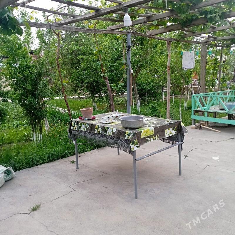 saltyl jay - Sakarçäge - img 6