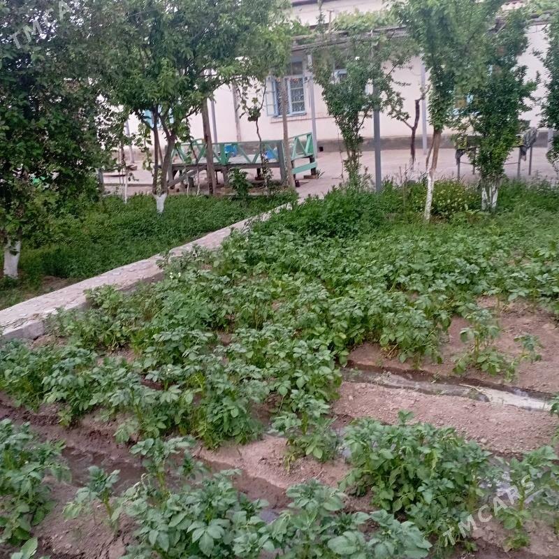 saltyl jay - Sakarçäge - img 5