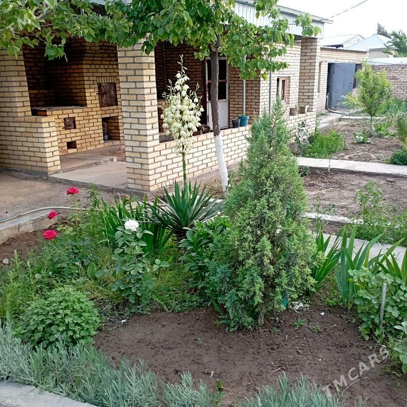 saltyl jay - Sakarçäge - img 3