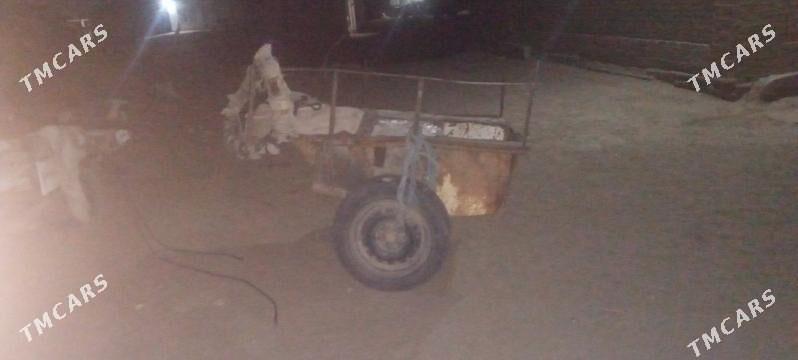 erkek eşek - Mary - img 1