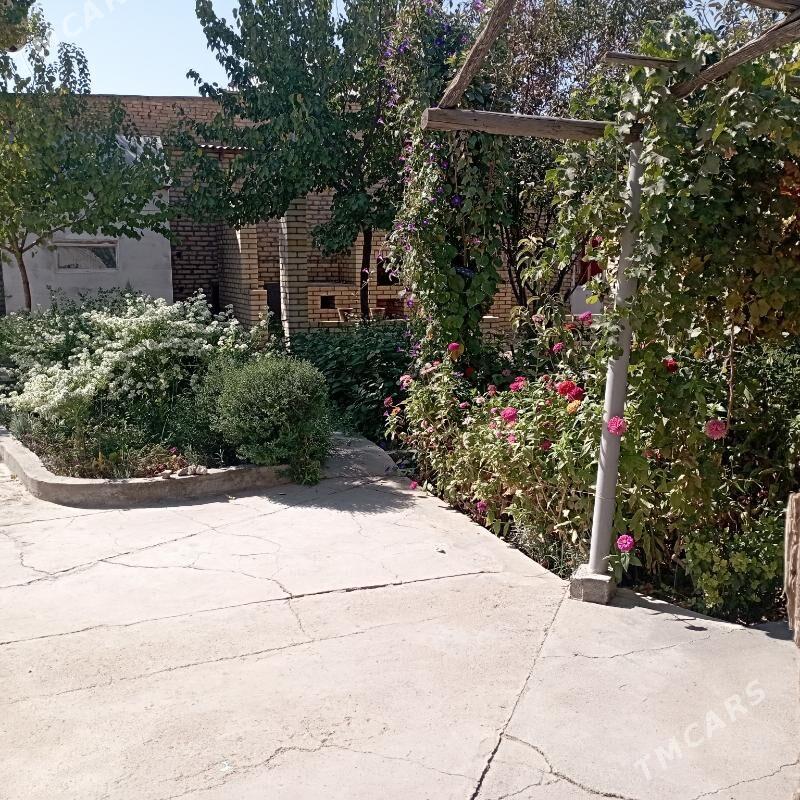 saltyl jay - Sakarçäge - img 10