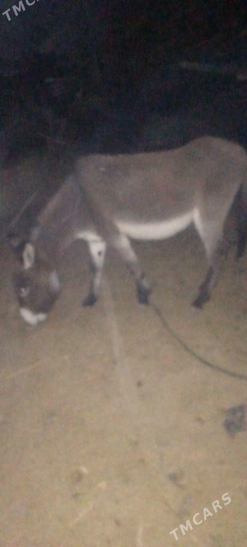 erkek eşek - Mary - img 4