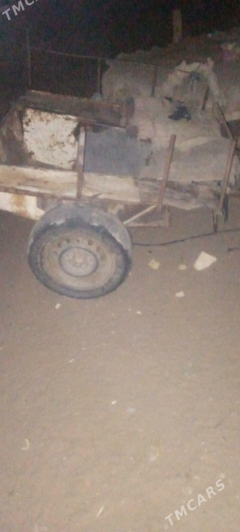 erkek eşek - Mary - img 6