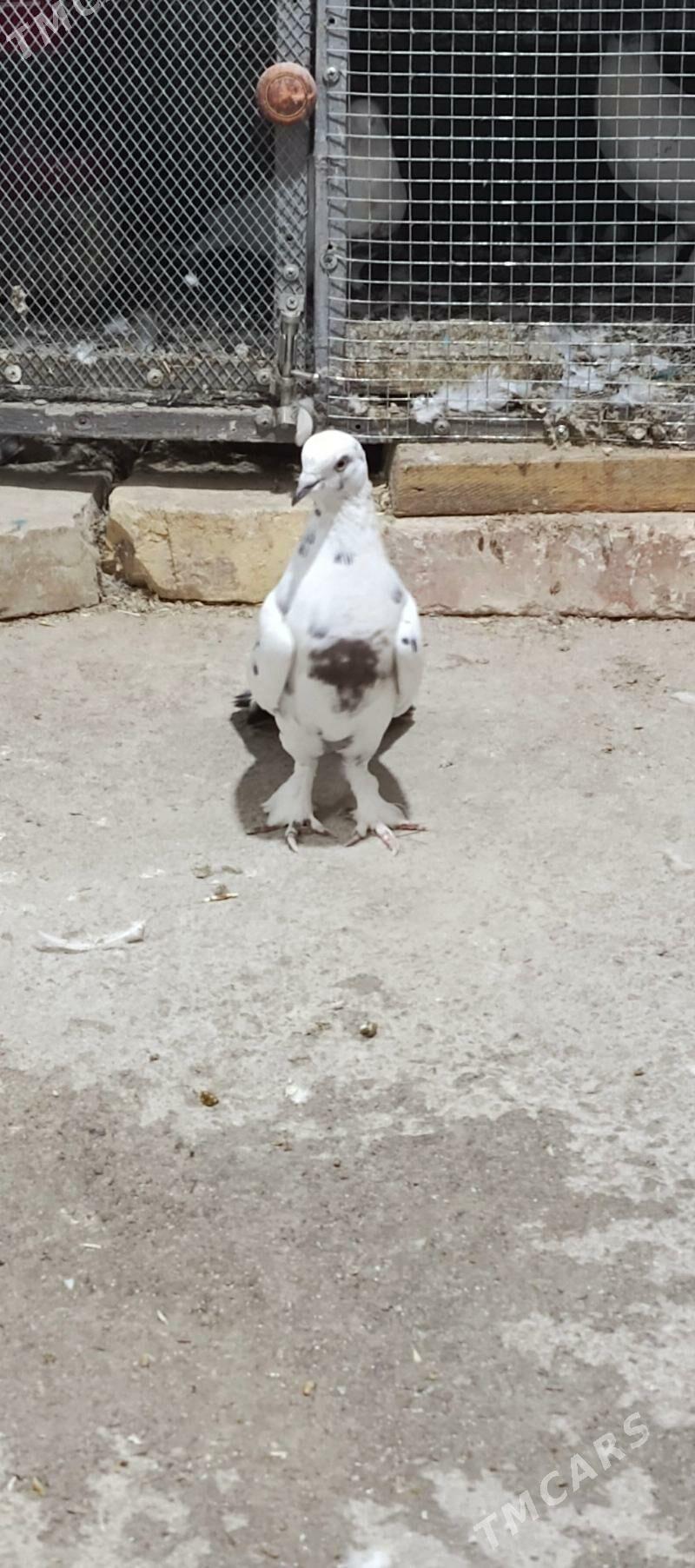 kepderi - Хитровка - img 3