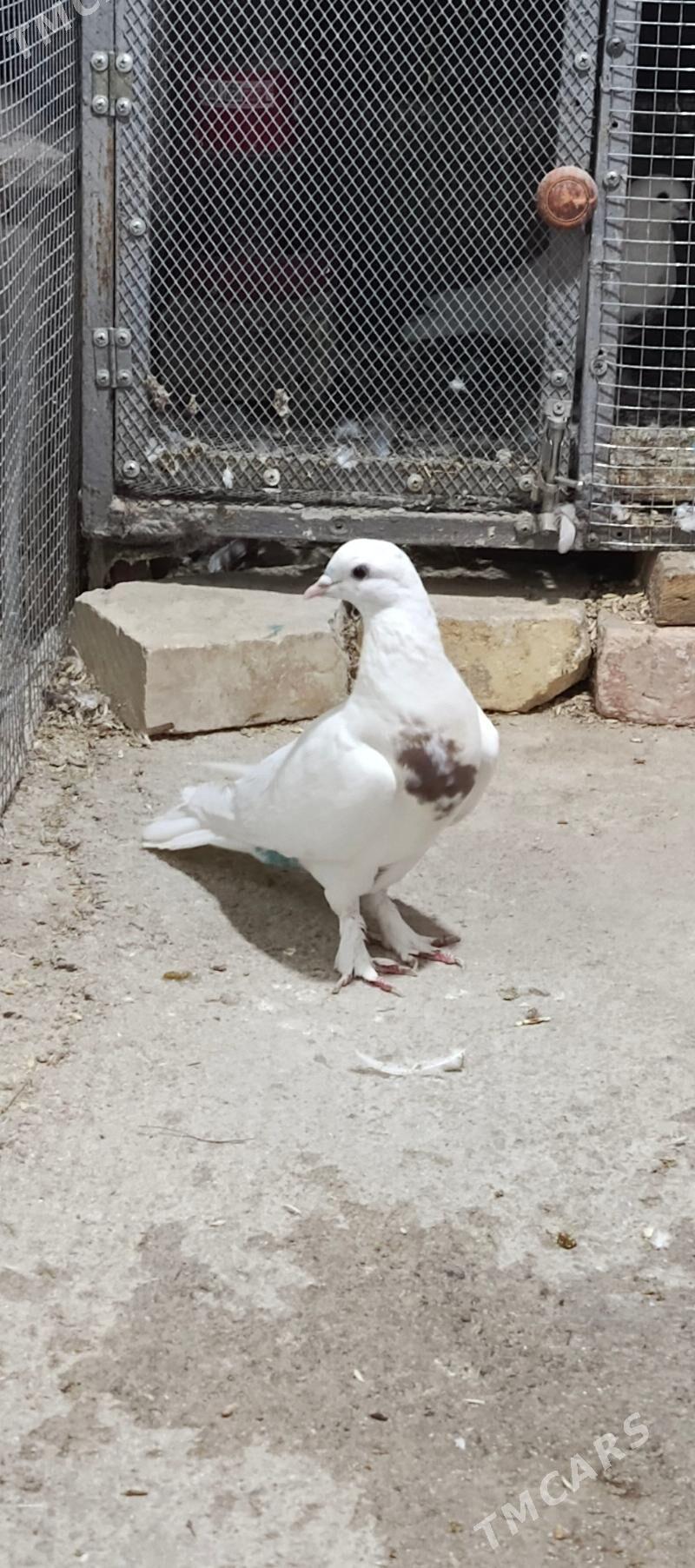 kepderi - Хитровка - img 4