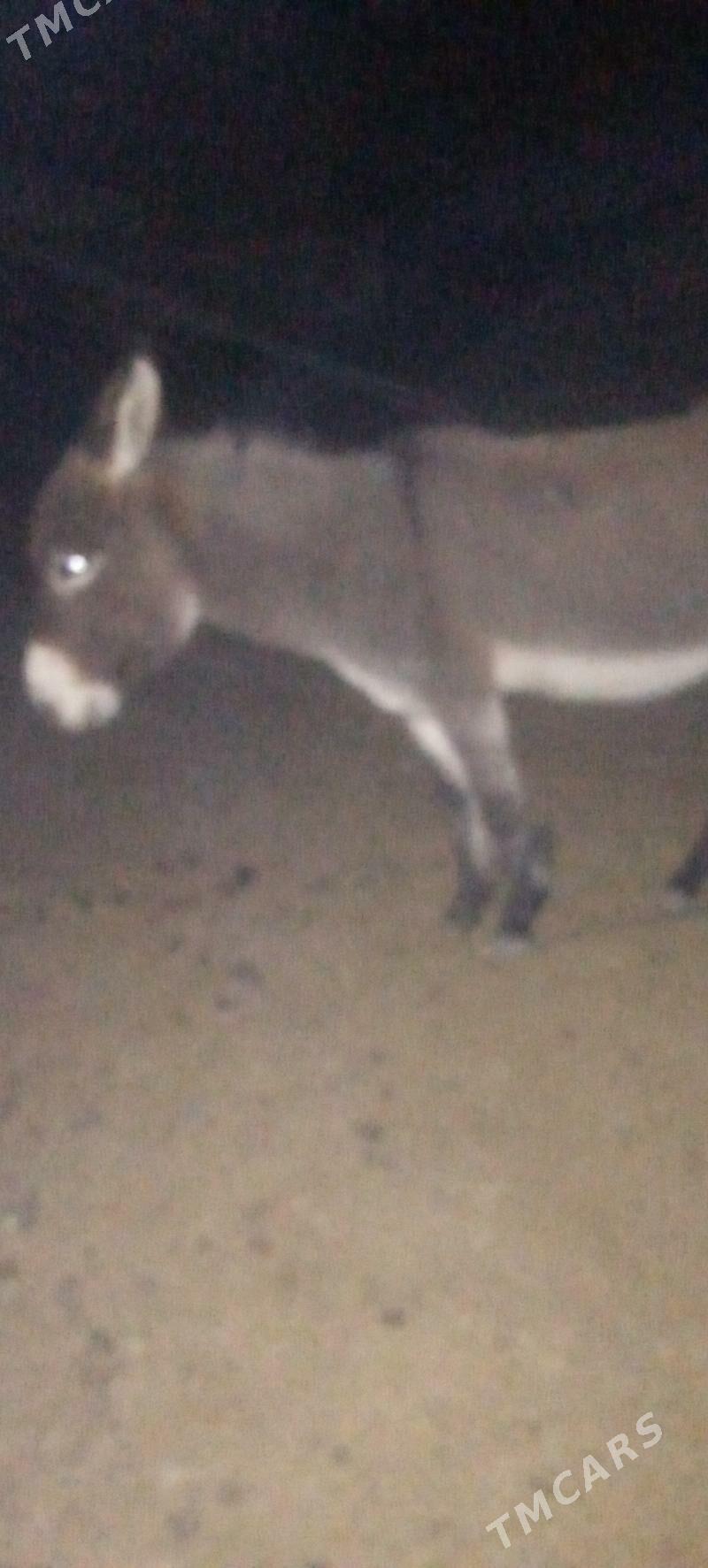 erkek eşek - Mary - img 5