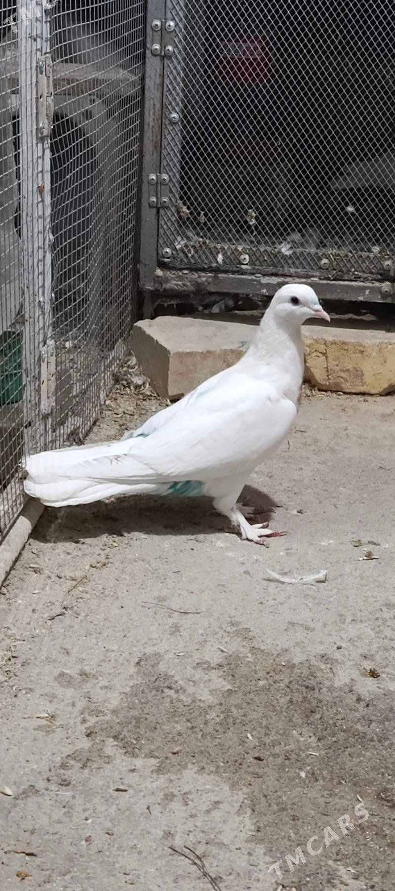 kepderi - Хитровка - img 2