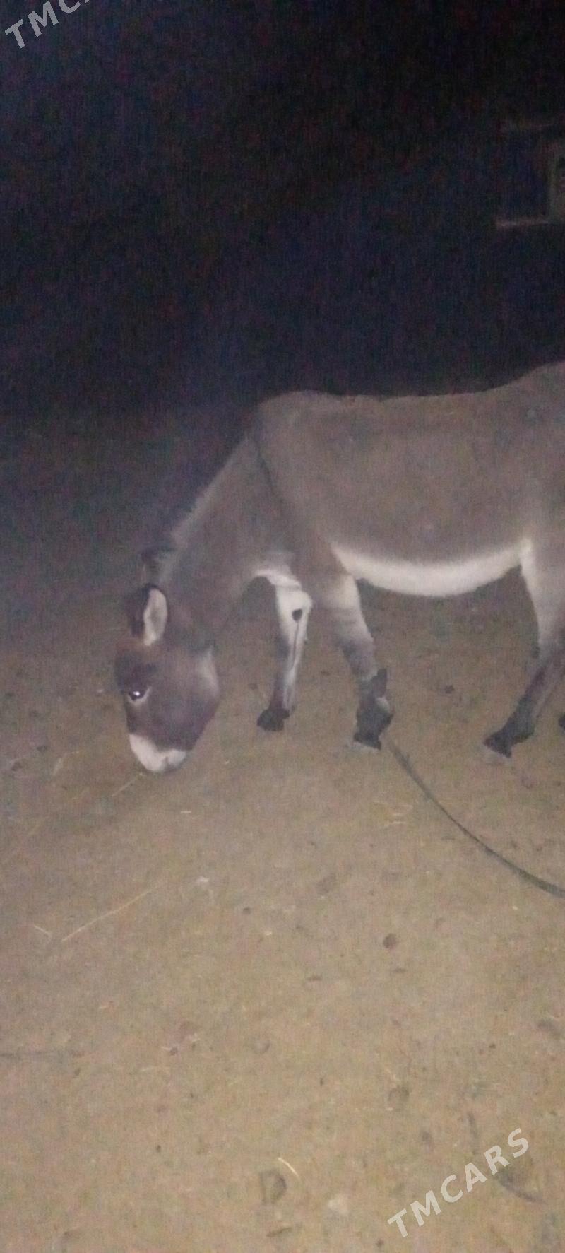 erkek eşek - Mary - img 7