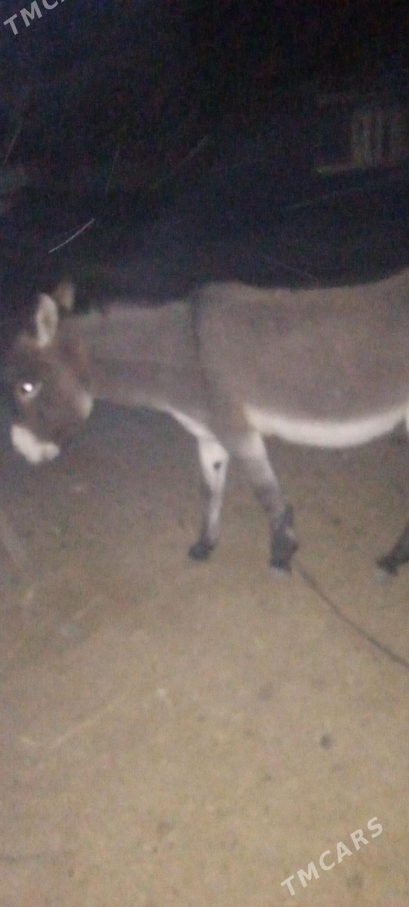 erkek eşek - Mary - img 8