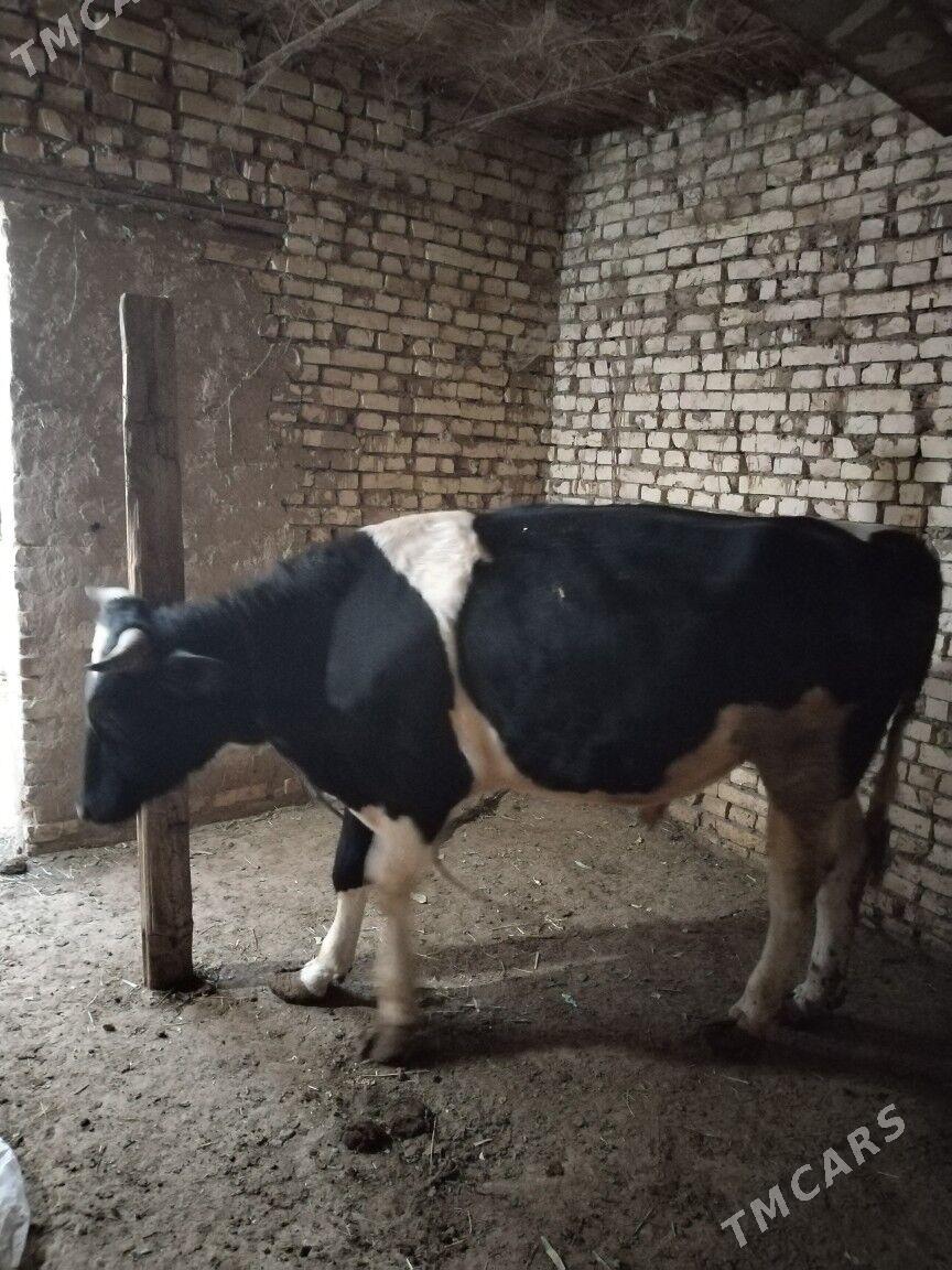 0kiz - Байрамали - img 2