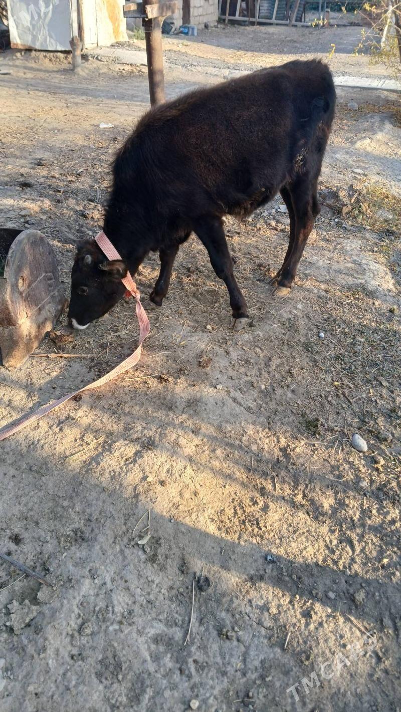 Öküzçe - Ýaşlyk - img 2