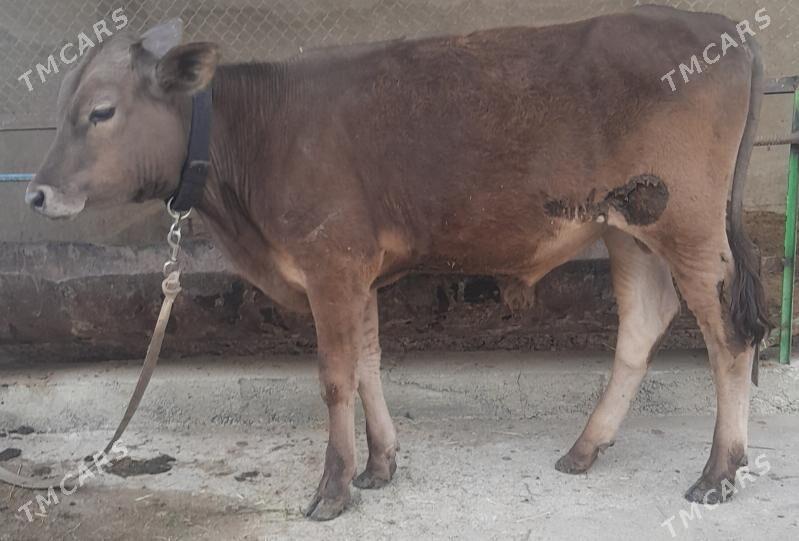 okuz - Bagyr - img 2