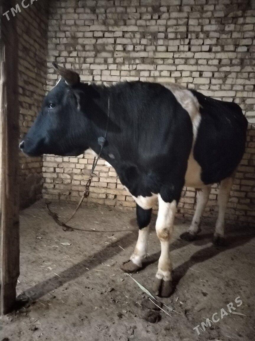 0kiz - Байрамали - img 1