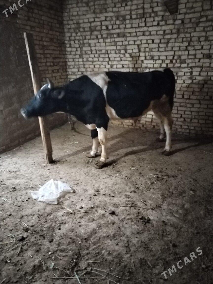 0kiz - Байрамали - img 3