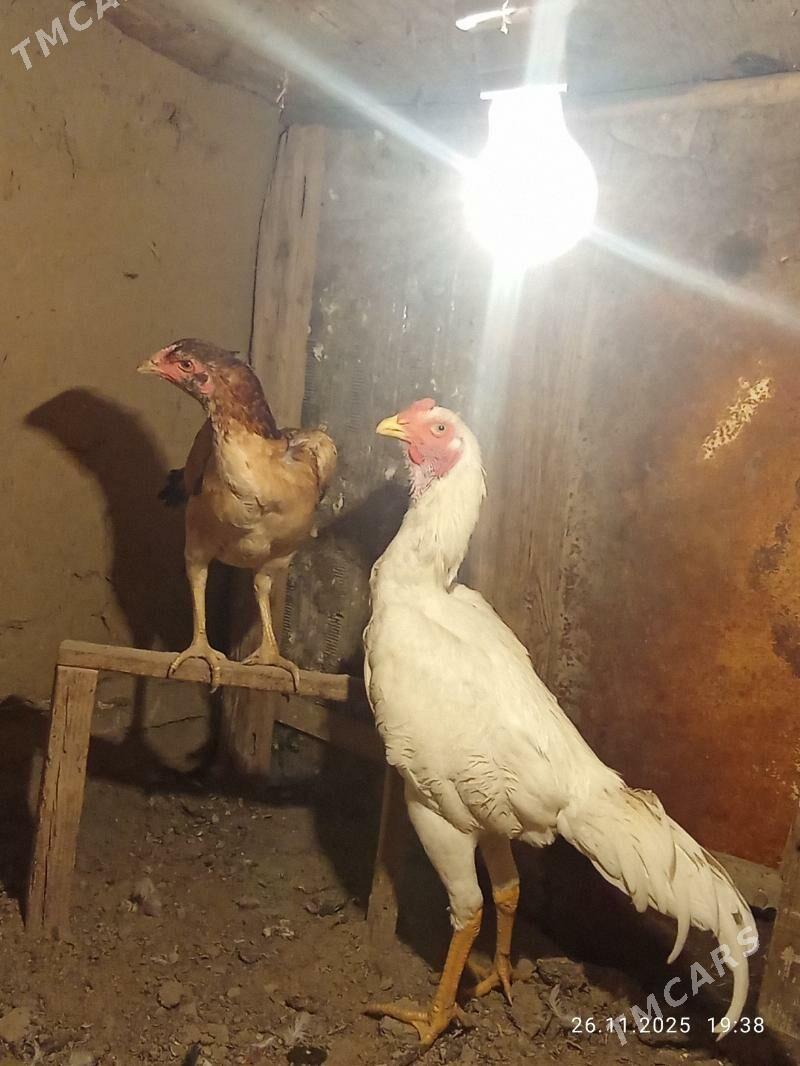 TASGENT HORAZ - Мургап - img 2