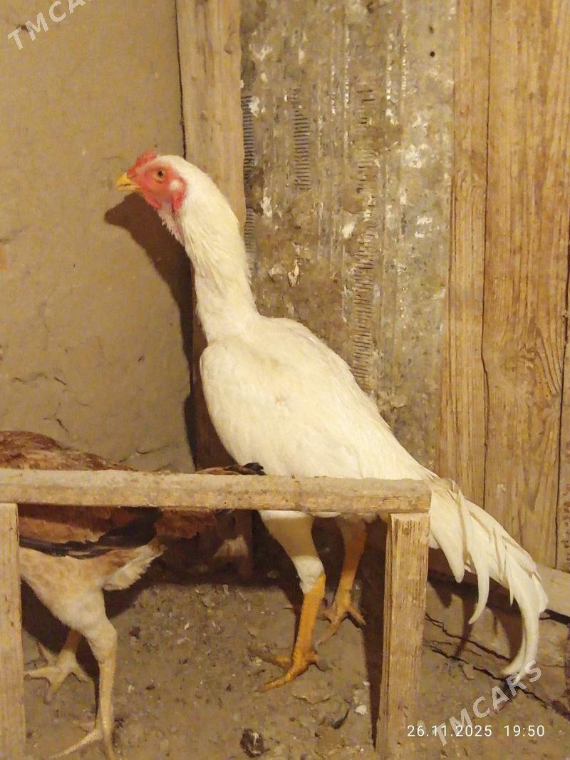 TASGENT HORAZ - Мургап - img 3