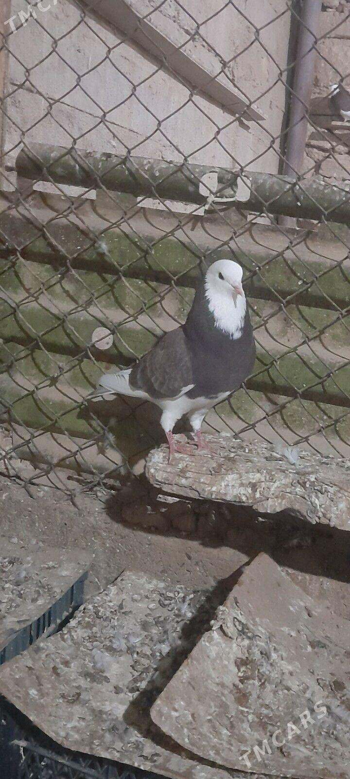 kepderi - Гызыларбат - img 2