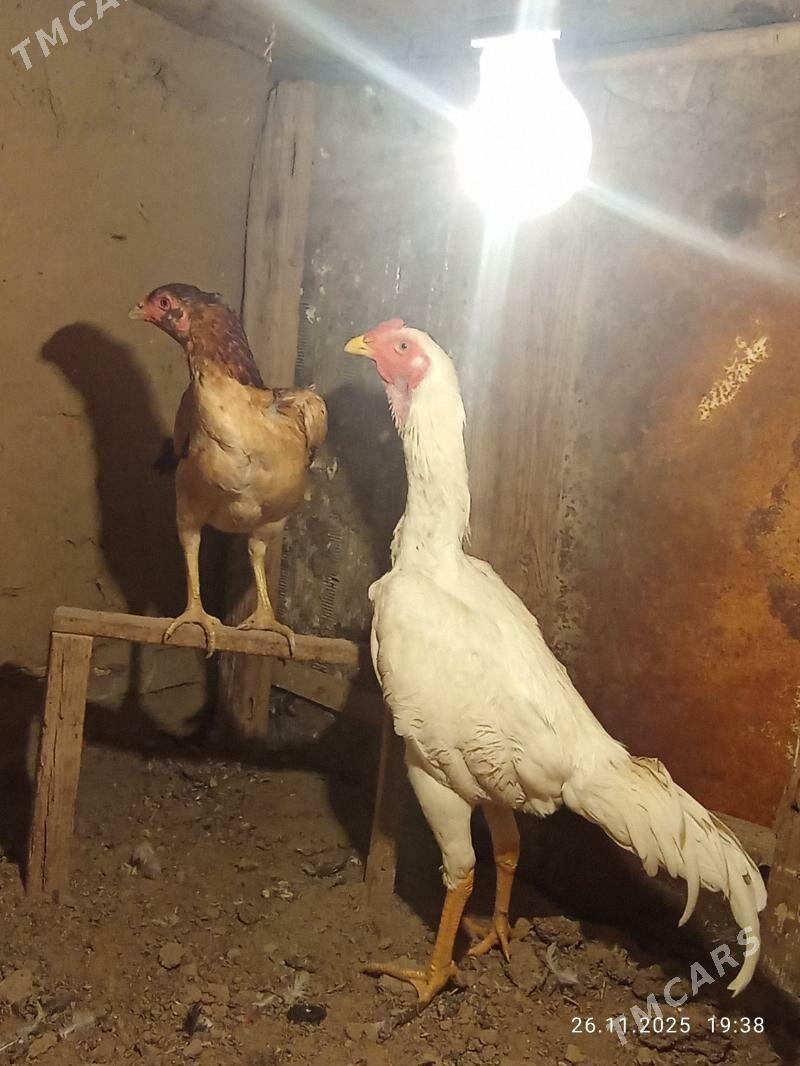 TASGENT HORAZ - Мургап - img 4