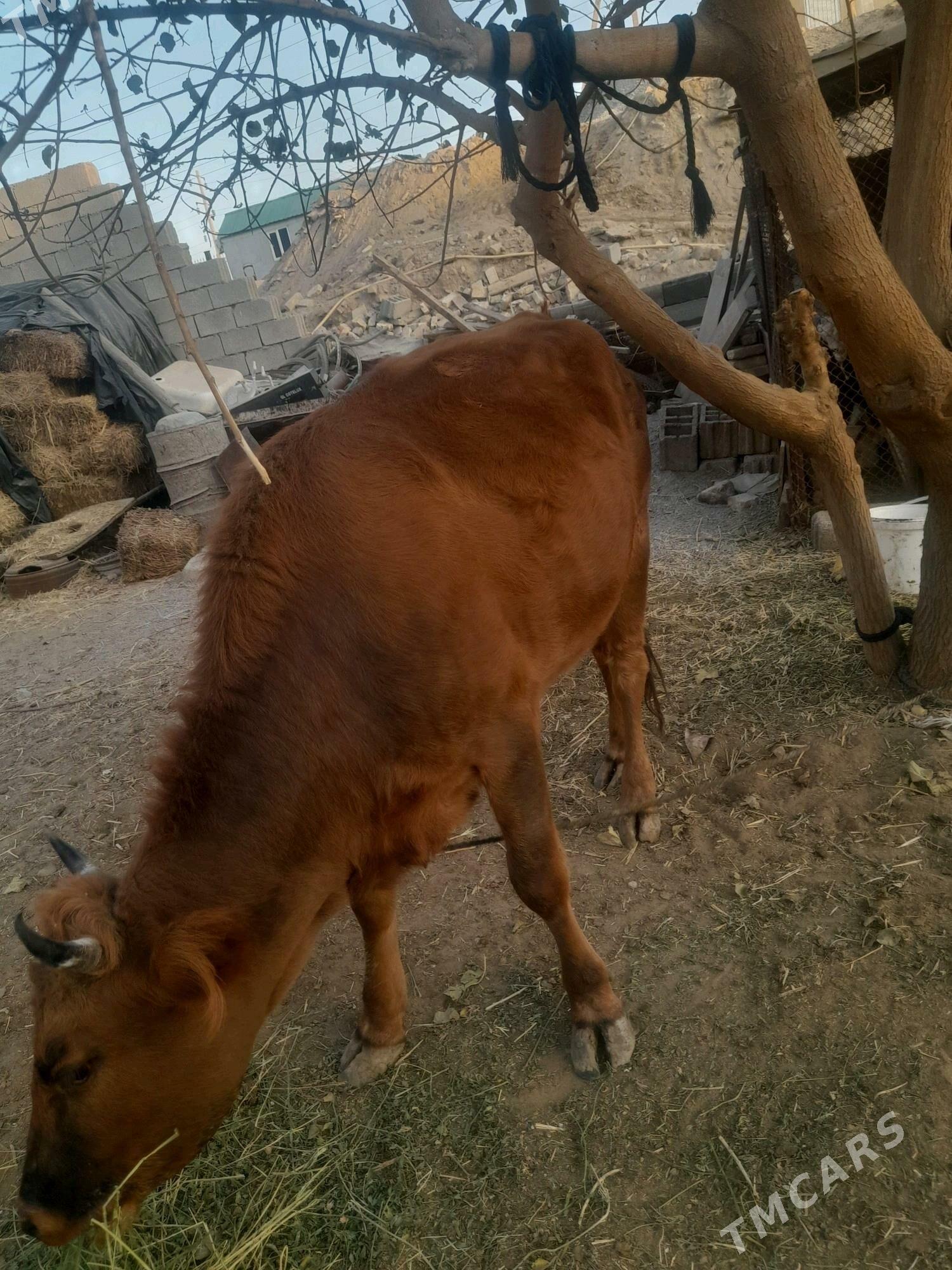 Bakymlyk tüwe - Гарадамак - img 2