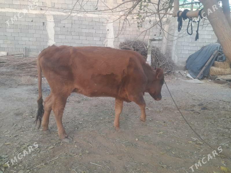 Bakymlyk tüwe - Гарадамак - img 4