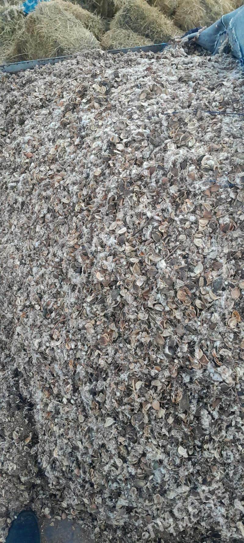 Çaññalak - Ашхабад - img 2