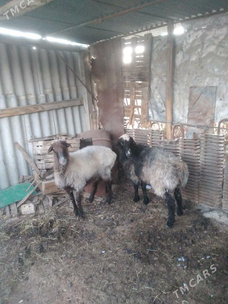 semiz goyun iki sany - Bekrewe - img 2