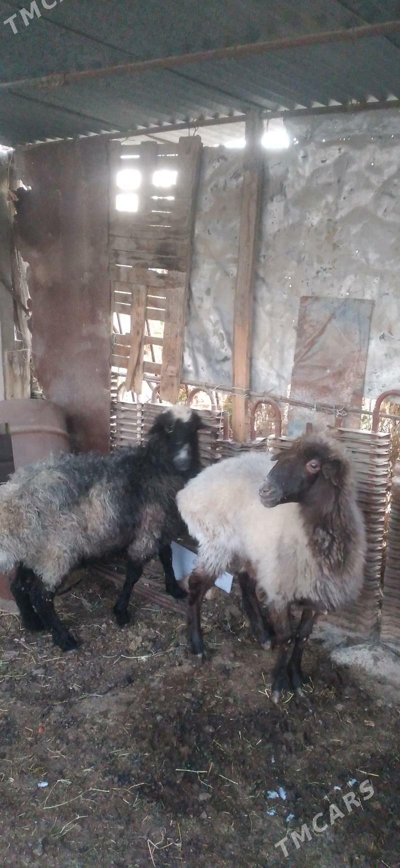 semiz goyun iki sany - Bekrewe - img 1