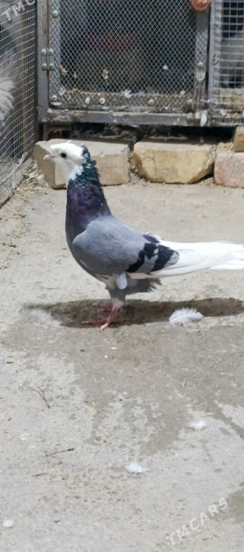 kepderi - Хитровка - img 6