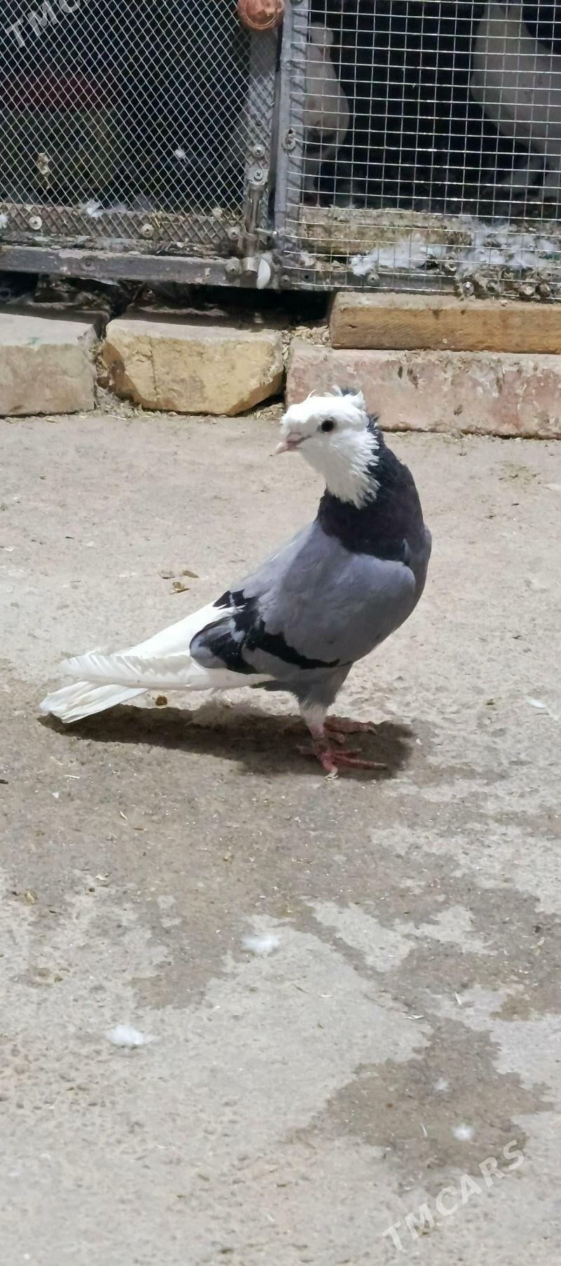 kepderi - Хитровка - img 2