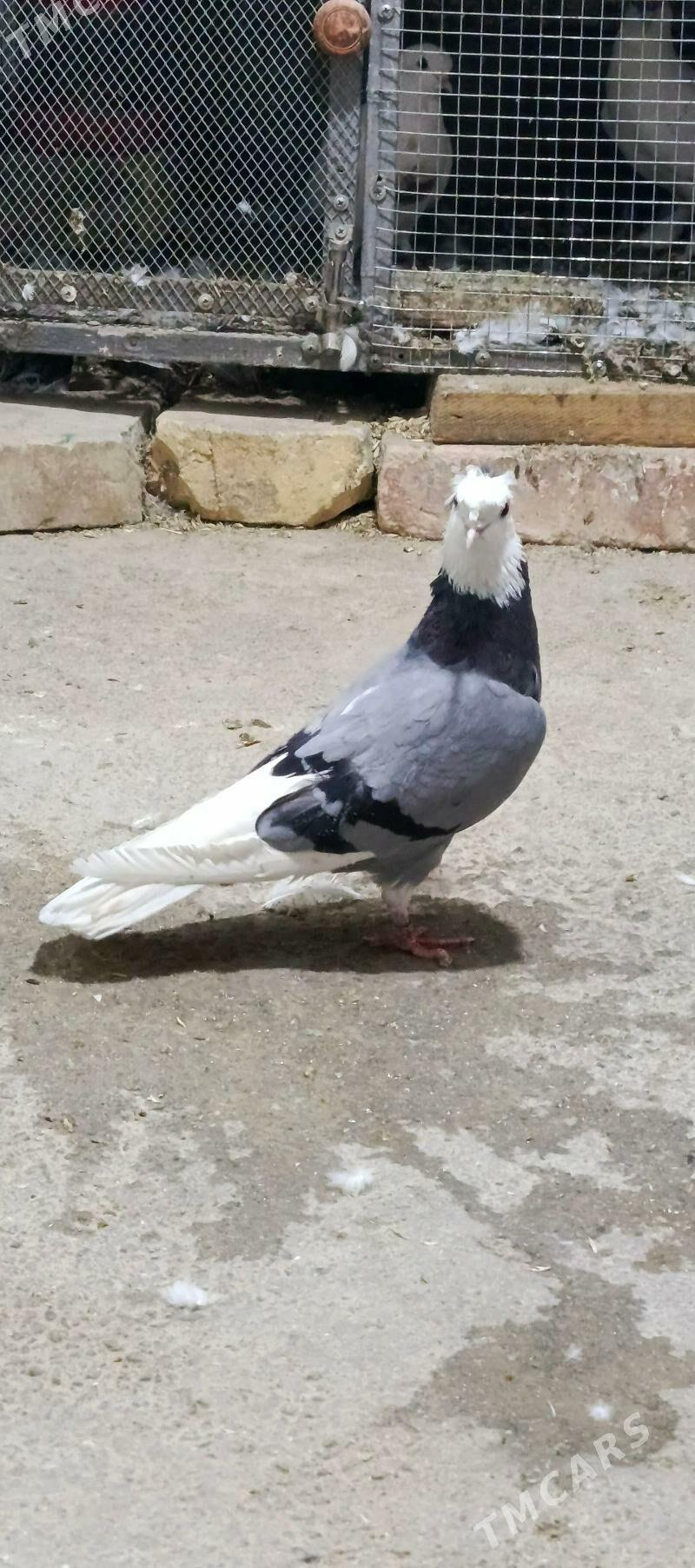 kepderi - Хитровка - img 3