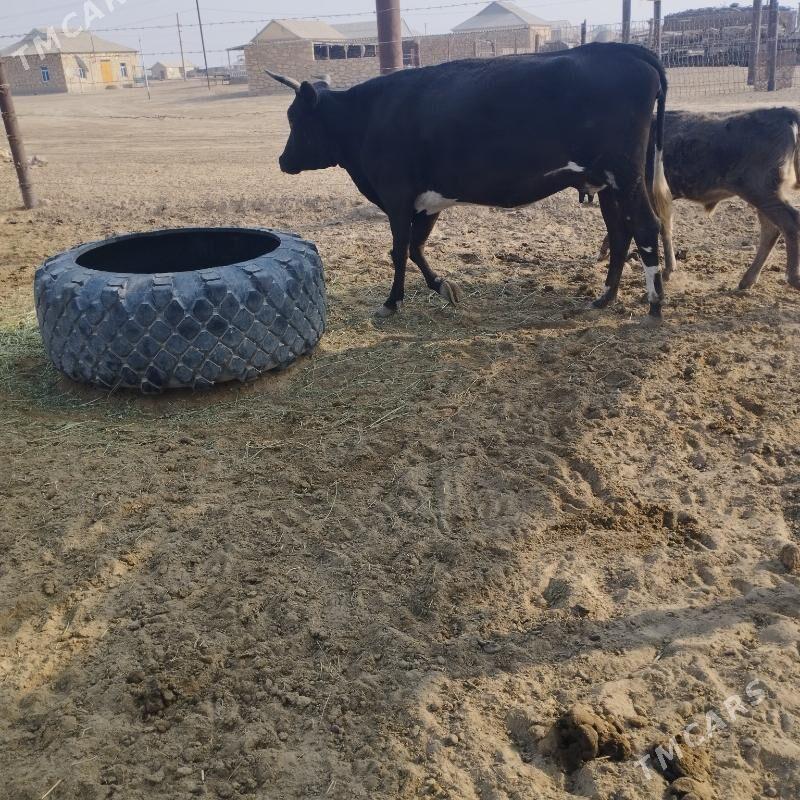 sygyr - Эсенгулы - img 2