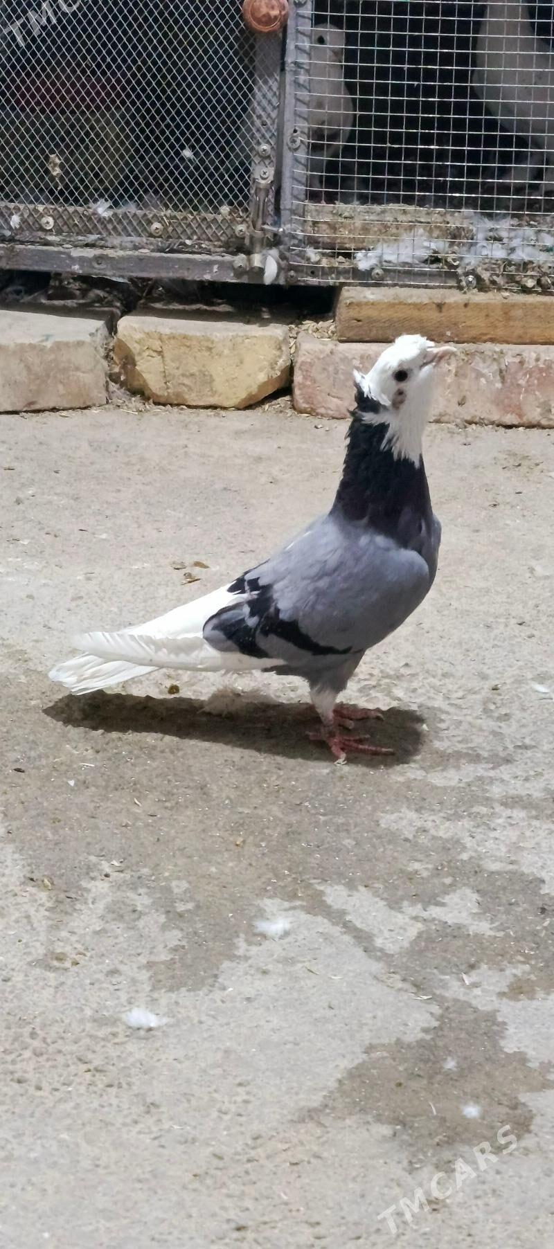 kepderi - Хитровка - img 4