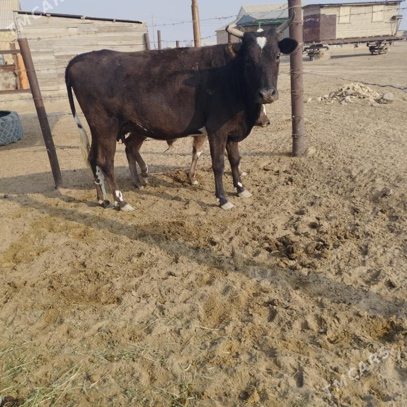 sygyr - Эсенгулы - img 3