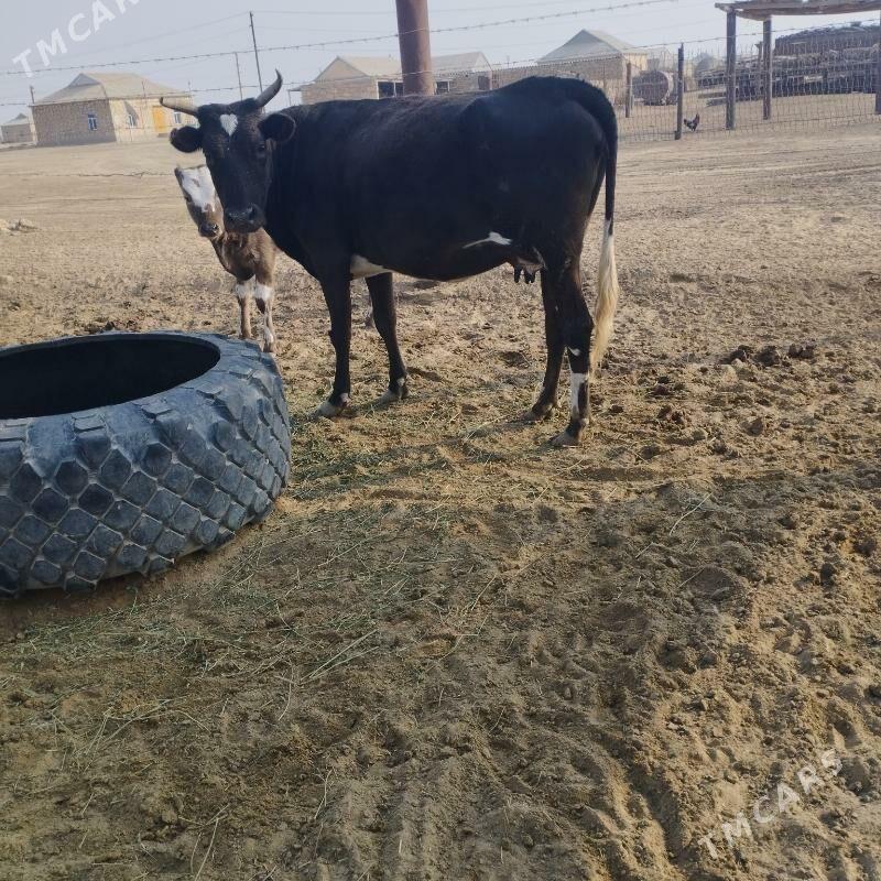 sygyr - Эсенгулы - img 4