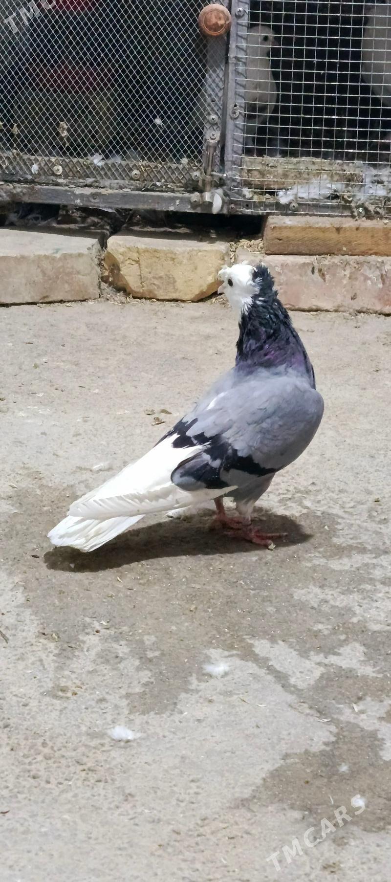 kepderi - Хитровка - img 5