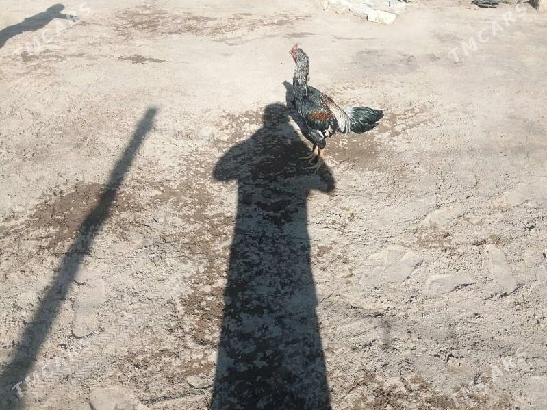 horoz - Baýramaly - img 4