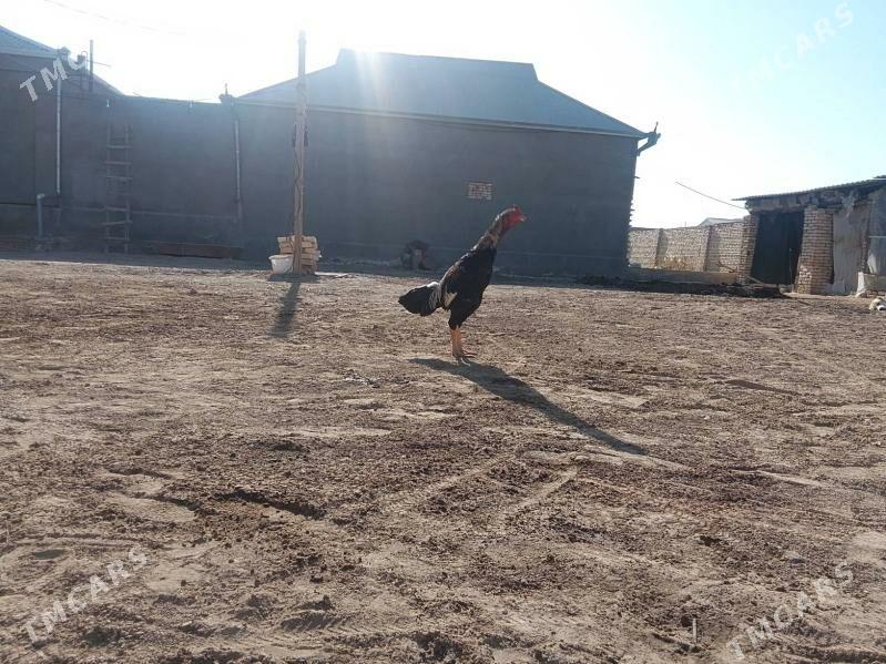 horoz - Baýramaly - img 3