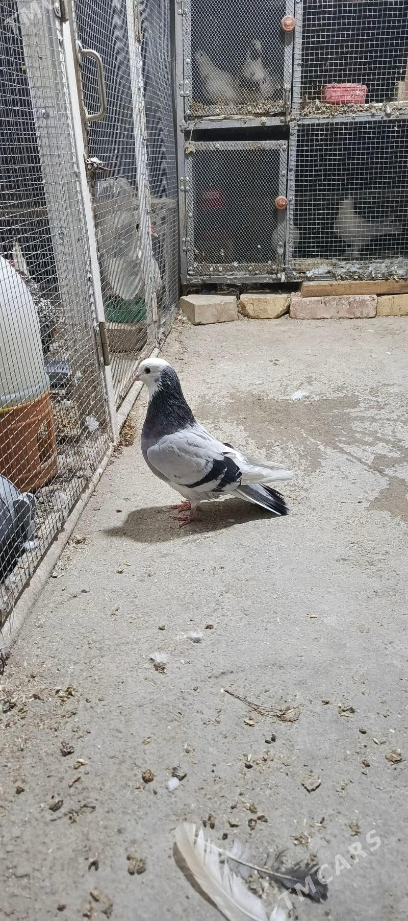 kepderi - Хитровка - img 2