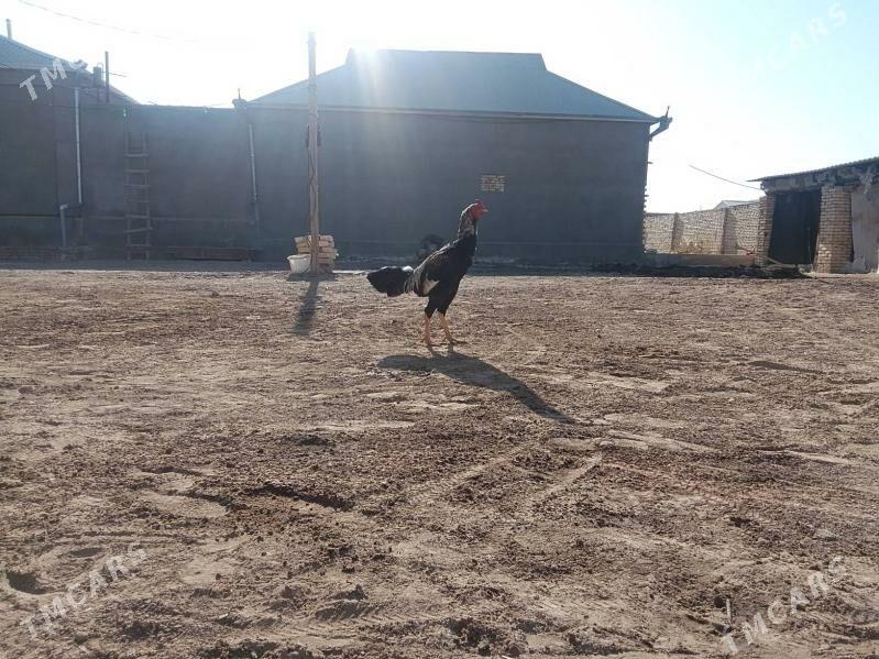 horoz - Baýramaly - img 2