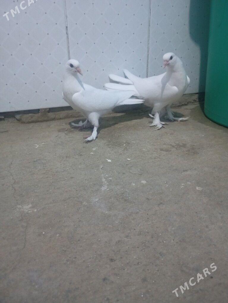 kepderi - Gyzylarbat - img 4