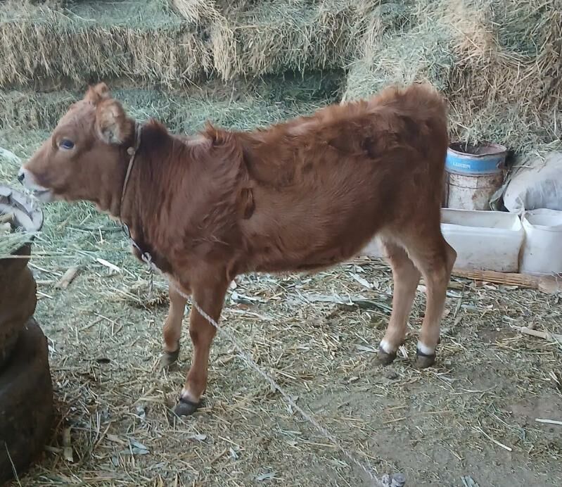 Tuwe - Яшлык - img 2