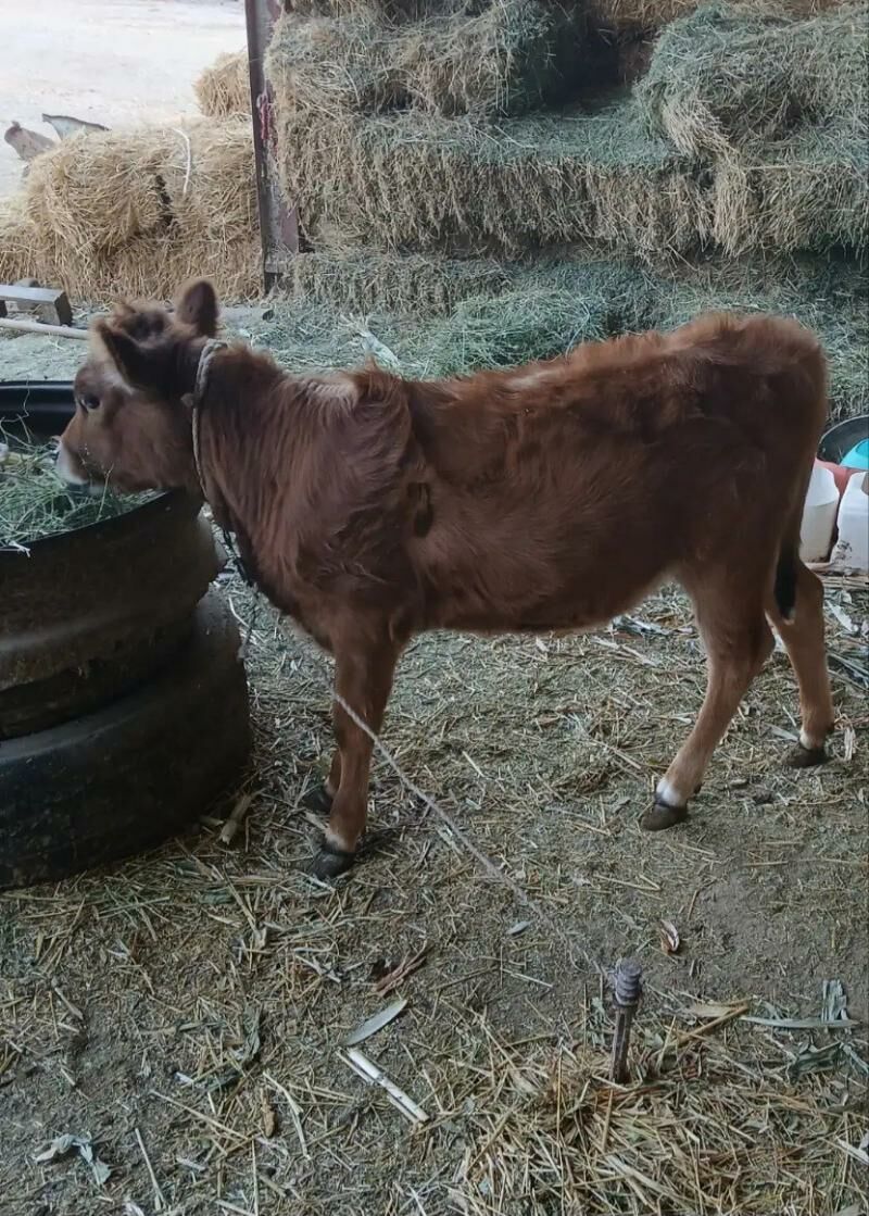 Tuwe - Яшлык - img 3