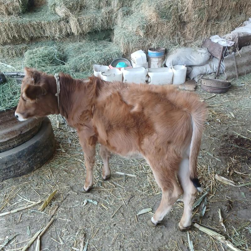 Tuwe - Яшлык - img 4