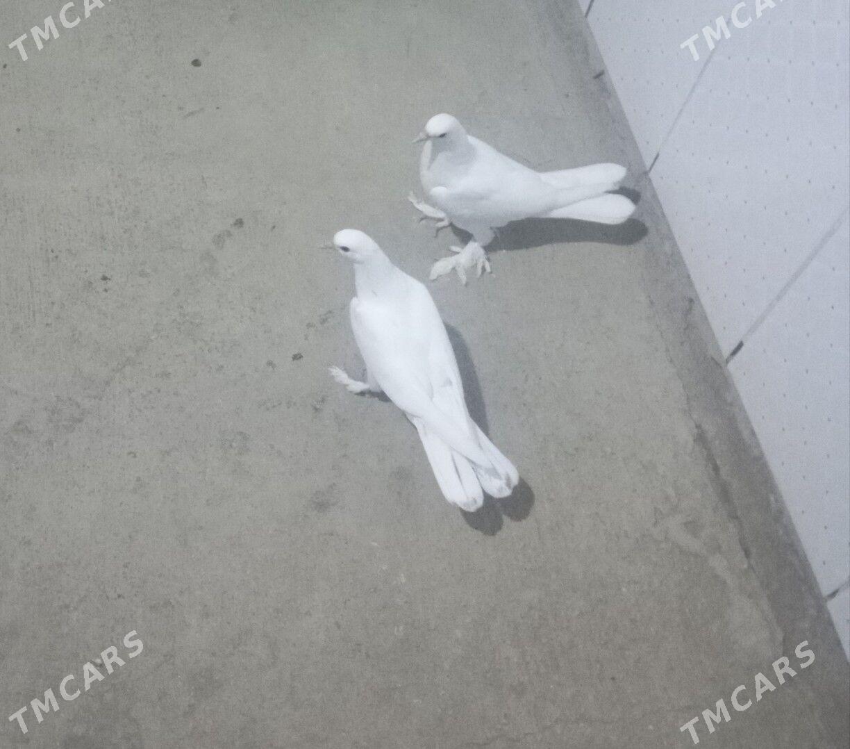 kepderi - Gyzylarbat - img 2