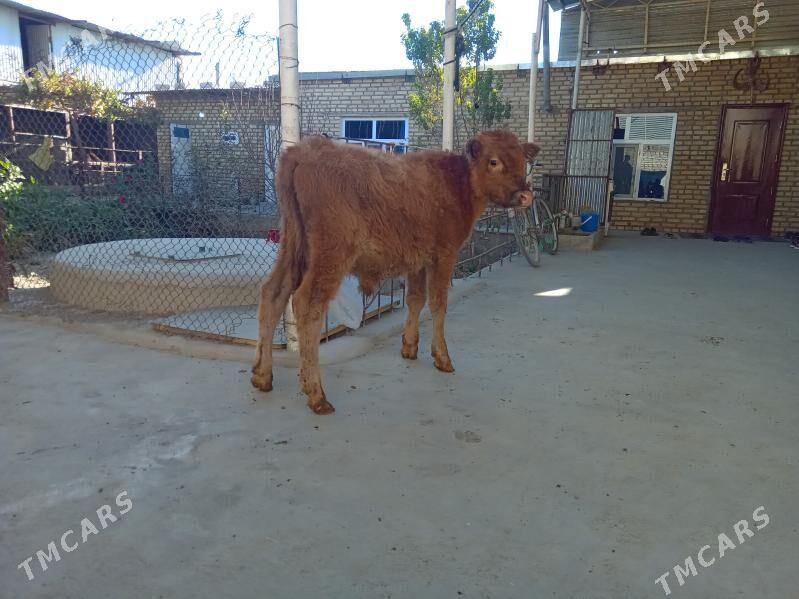 öküz - Бахарден - img 4