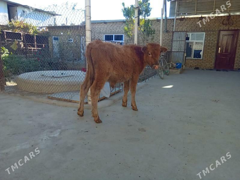 öküz - Бахарден - img 2