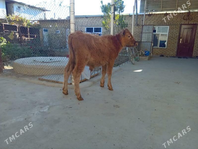 öküz - Бахарден - img 3