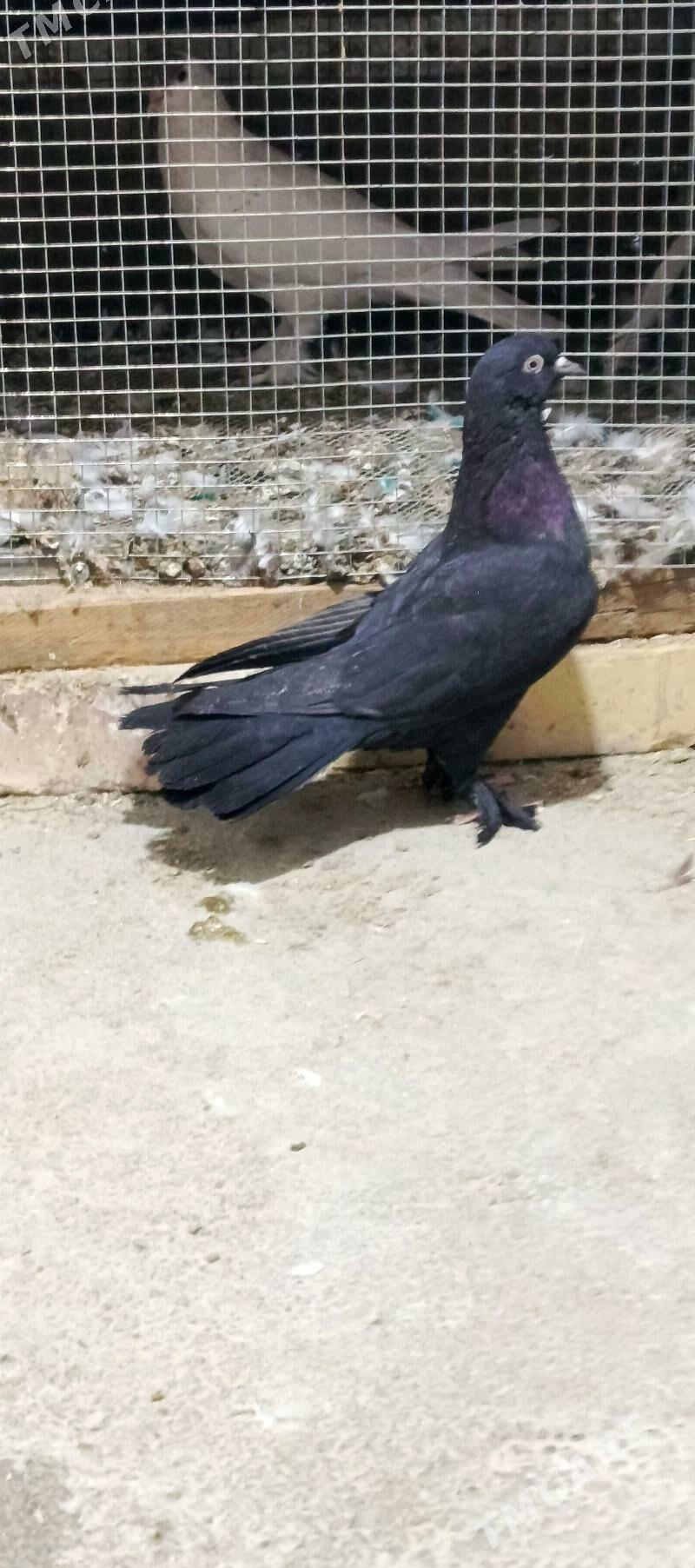 kepderi - Хитровка - img 2